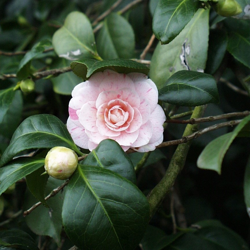 ΚΑΜΕΛΙΑ – Camellia japonica - 2